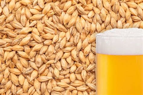 pilsner malt vs malted barley.